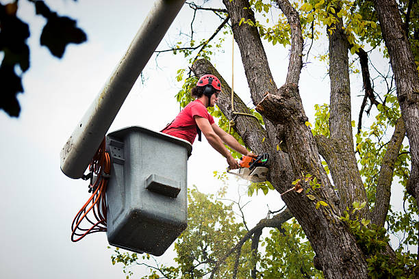 Best Tree and Shrub Care  in Sutter Creek, CA